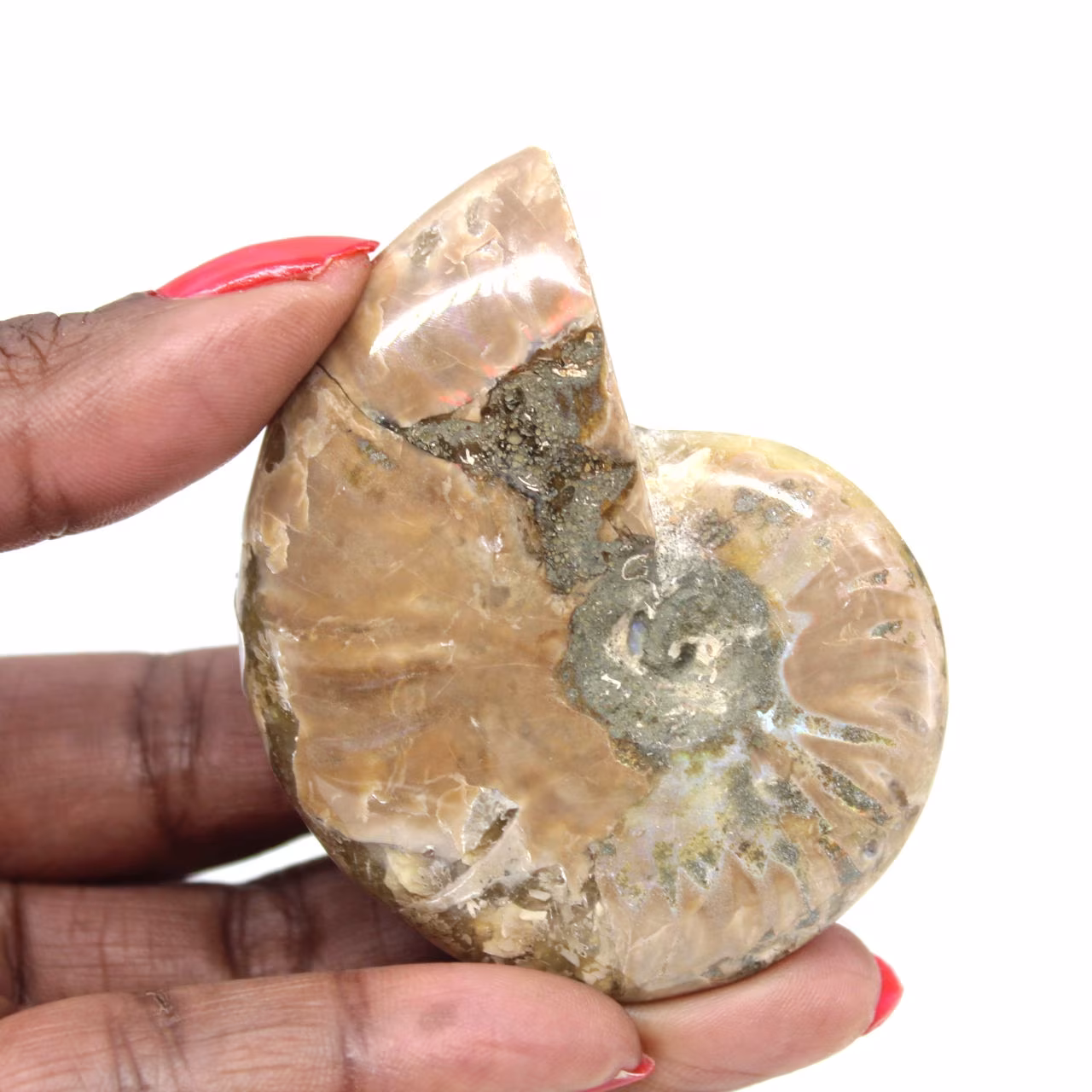 Petit Fossile d'Ammonite Polie - Spécimen Authentique de Madagascar