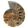 Ammonite Polie pour Ambiance Zen – Fossile de Madagascar - 0