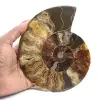 Ammonite Polie pour Lithothérapie et Collection – Madagascar - 1