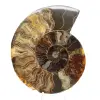 Ammonite Polie pour Lithothérapie et Collection – Madagascar - 0