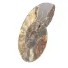 Ammonite Polie pour Lithothérapie et Collection – Madagascar - 2