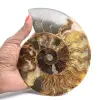 Ammonite Fossile Découpe Polie – Géologie de Madagascar - 1