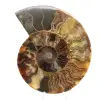 Ammonite Fossile Découpe Polie – Géologie de Madagascar - 0