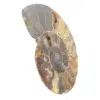 Ammonite Fossile Découpe Polie – Géologie de Madagascar - 2