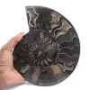 Ammonite Fossile Décorative Polie – Spécimen de Madagascar - 1