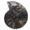 Ammonite Fossile Décorative Polie – Spécimen de Madagascar - 0