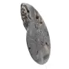Ammonite Fossile Décorative Polie – Spécimen de Madagascar - 2