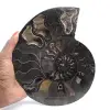 Ammonite Fossile Sciée Polie Madagascar – Pièce de Collection Unique - 1
