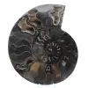 Ammonite Fossile Sciée Polie Madagascar – Pièce de Collection Unique - 0