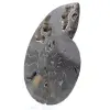 Ammonite Fossile Sciée Polie Madagascar – Pièce de Collection Unique - 2