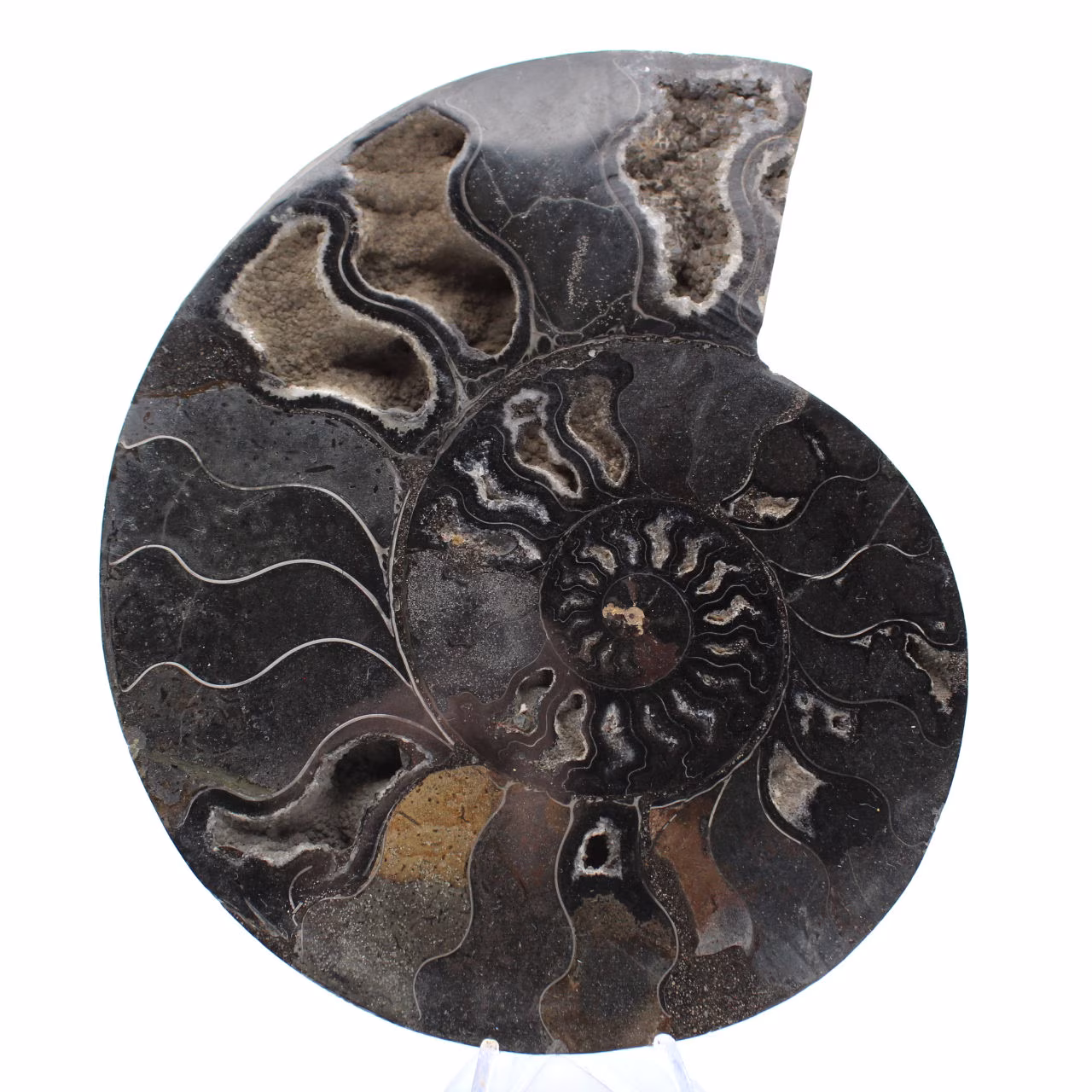 Ammonite Fossile Sciée Polie Madagascar – Pièce de Collection Unique