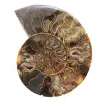 Ammonite Fossile Décoration Salon – Pièce Géologique Brute/Polie - 0