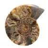 Ammonite Fossile Grande Spirale Polie – Décor Historique - 0