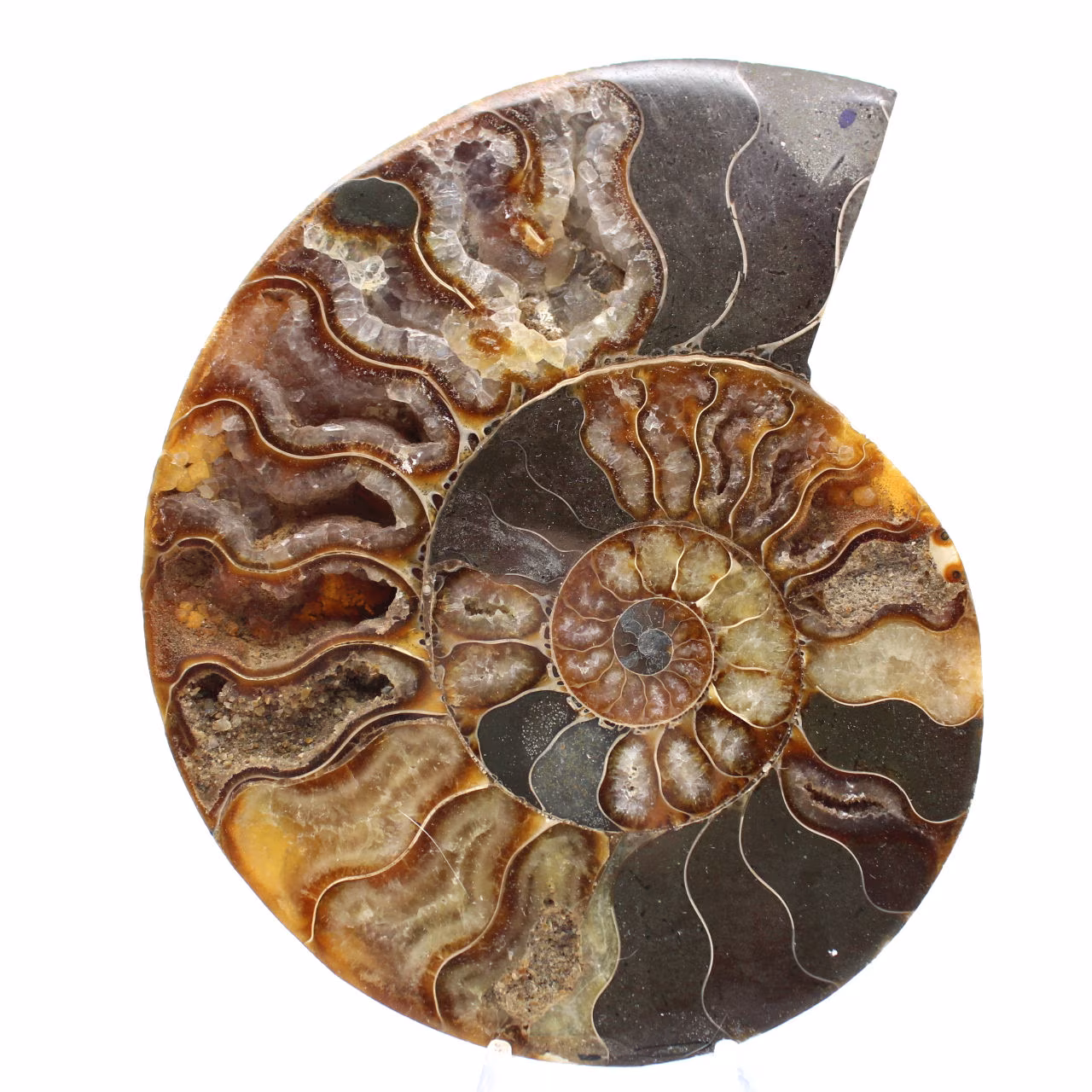 Ammonite Madagascar Sciée Polie – Belle Pièce de Vitrine