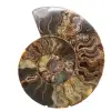 Ammonite Polie pour Meuble de Collection – Trésor de Madagascar - 0