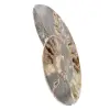 Ammonite Polie pour Meuble de Collection – Trésor de Madagascar - 2
