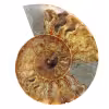 Ammonite Polie Grande Taille – Fragment de l'Ère Secondaire