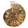 Ammonite Madagascar Ornementale Polie – Décor Authentique - 0