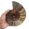 Ammonite Pièce de Collection Madagascar – Coupe Sciée - 1