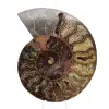 Ammonite Pièce de Collection Madagascar – Coupe Sciée - 0