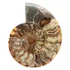 Ammonite Fossile Sciée Polie – Éclat Naturel de Madagascar - 0