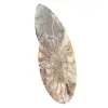 Ammonite Fossile Sciée Polie – Éclat Naturel de Madagascar - 2