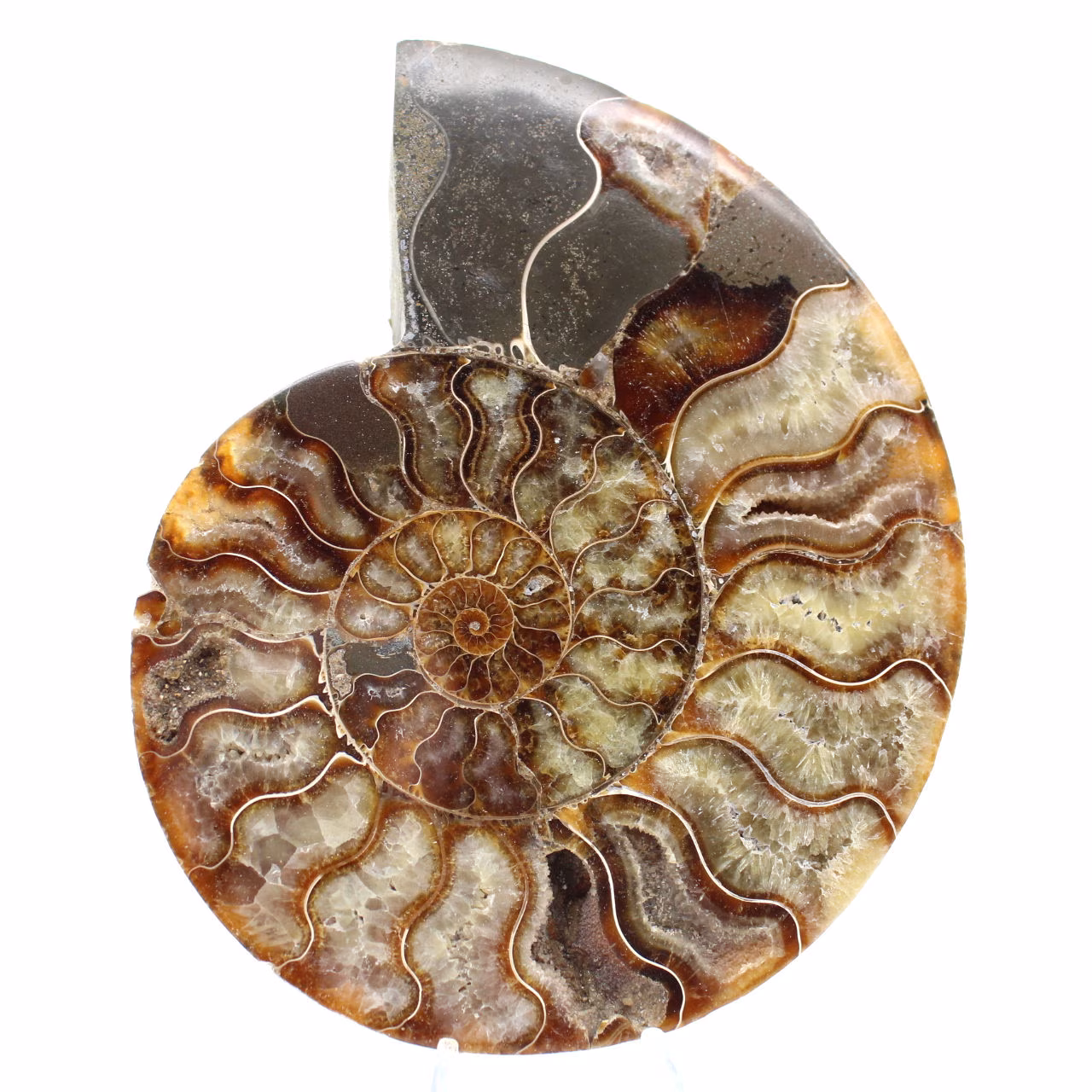 Ammonite Fossile Sciée Polie – Éclat Naturel de Madagascar