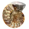 Ammonite Fossile Sciée – Pièce d'Étude et de Décoration - 0