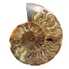 Ammonite Polie Décoration Design – Fossilisation Rare - 0