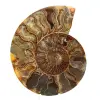 Ammonite Spécimen Polie de Madagascar – Élément de Décor - 0