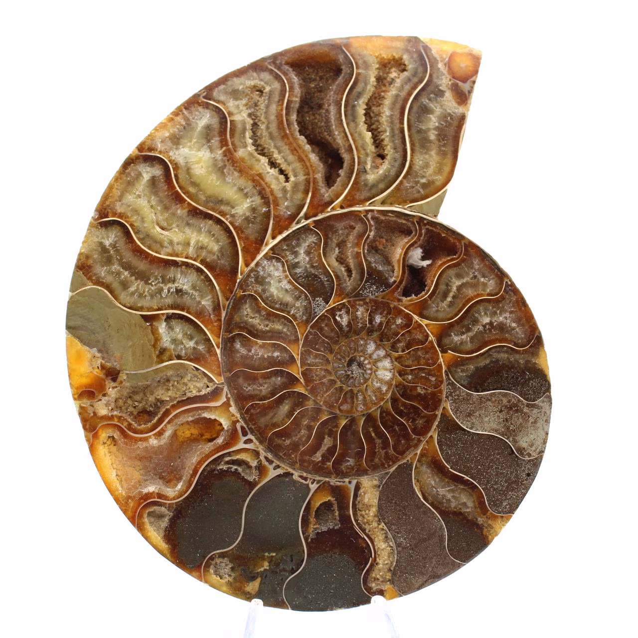 Ammonite Spécimen Polie de Madagascar – Élément de Décor