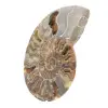Ammonite Fossile Polie – Authenticité et Harmonie Naturelle - 2