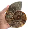 Ammonite Fossile Sciée – Authenticité pour Amateurs de Pierres - 1