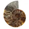 Ammonite Fossile Sciée – Authenticité pour Amateurs de Pierres - 0