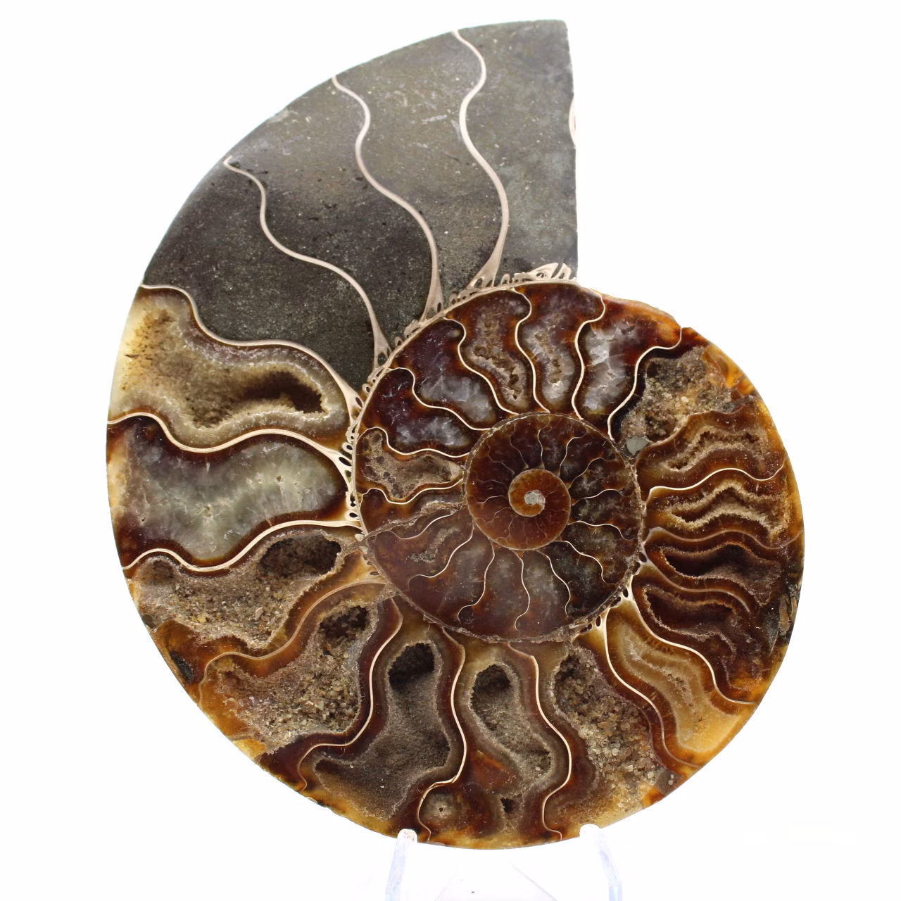Ammonite Fossile Sciée – Authenticité pour Amateurs de Pierres
