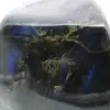 Grande Pièce Polie de Labradorite de Madagascar - 6