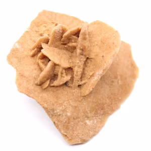 Petite Rose des sables du Maroc : fragment géologique naturel