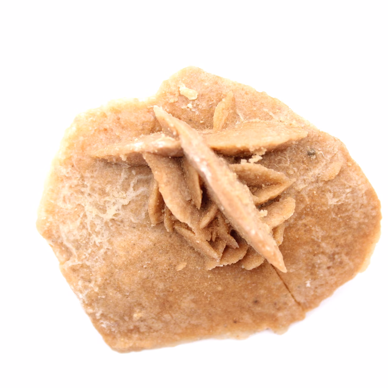 Rosette minérale du Maroc : cristallisation de gypse