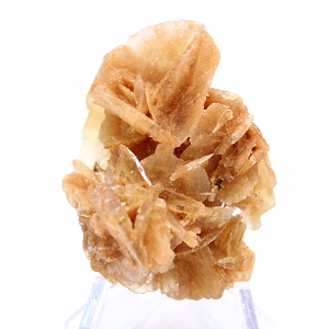 Petite Rose des Sables de collection