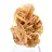 Petite Rose des Sables de collection