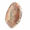 Tranche de Bois Fossilisé - Minéral de Collection Madagascar - 3
