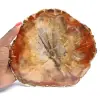 Tranche de Bois Fossilisé - Minéral de Collection Madagascar - 0