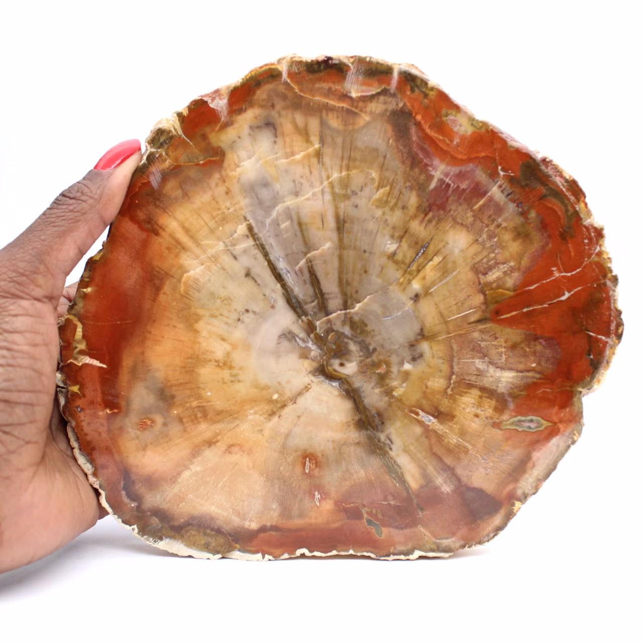 Tranche de Bois Fossilisé - Minéral de Collection Madagascar