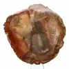 Bois Pétrifié de Majunga - Tranche Polie d'Origine Naturelle - 1