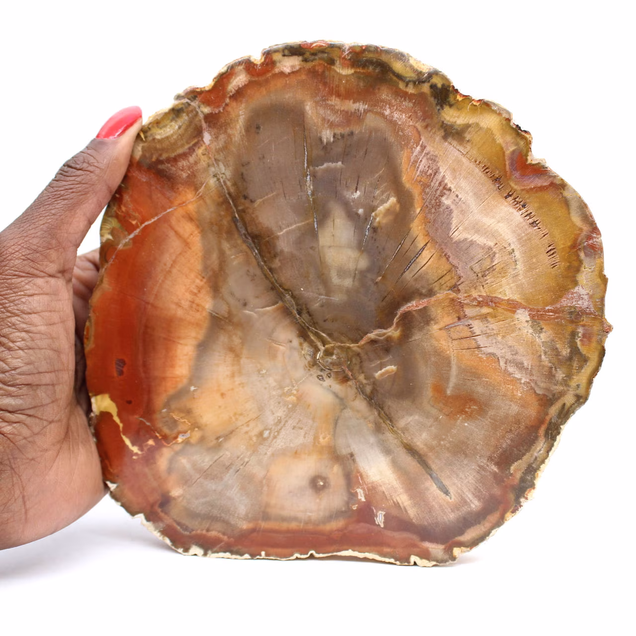 Bois Pétrifié de Majunga - Tranche Polie d'Origine Naturelle