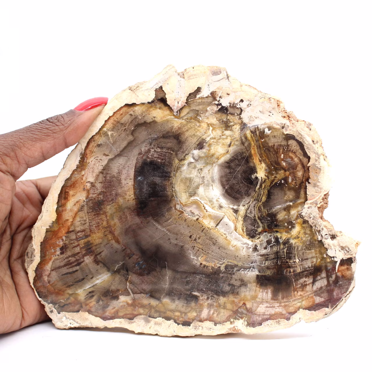 Tranche de Bois Silicifié Naturel - Spécimen de Madagascar