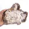 Bois Fossile de Madagascar - Tranche Polie de Collection - 0