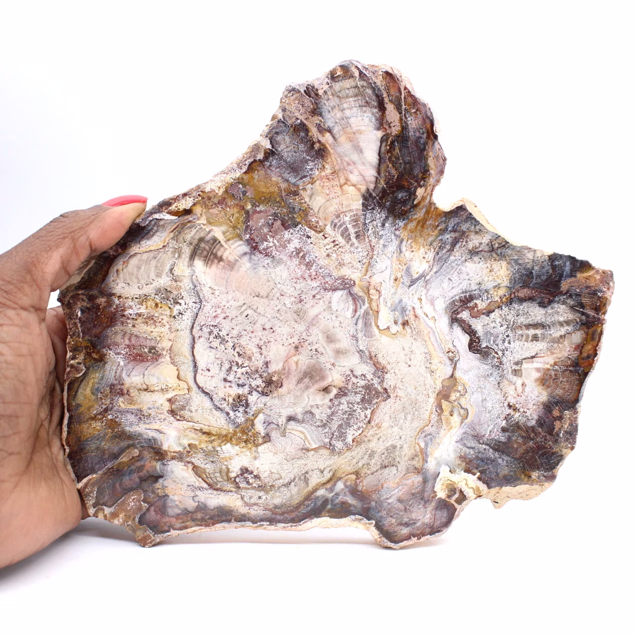 Bois Fossile de Madagascar - Tranche Polie de Collection