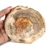 Tranche de Bois Silicifié de Madagascar - Objet Scientifique - 0