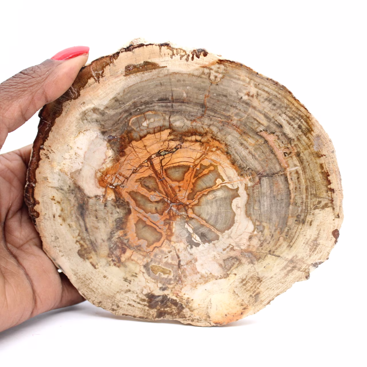 Tranche de Bois Silicifié de Madagascar - Objet Scientifique